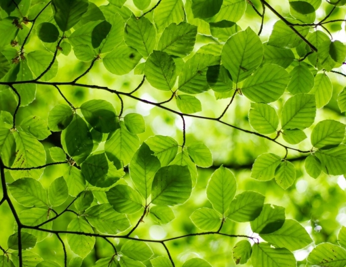 Бриз - Санаторий «Надежда» Анапа